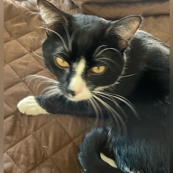 Jolie and joy large halter crop top - Picture 7 of 8